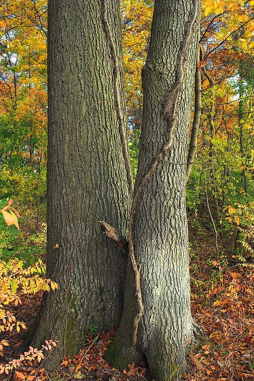 Twin oak tree trunks in autumn.